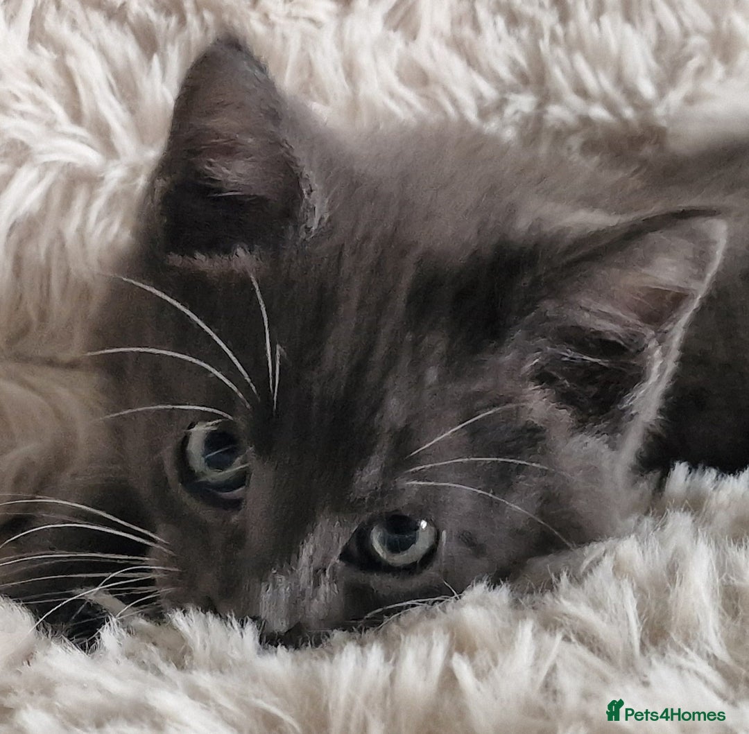 Maine Coon cats for sale: MAINE COONE KITTENS POLYDACTYL&NON POLYDACTYL   - Advert 23