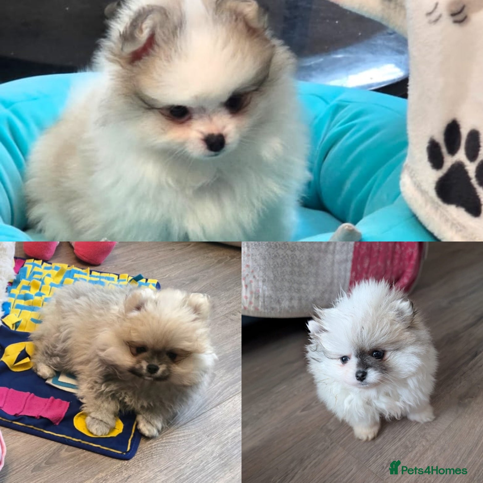 Pomeranian dogs 3 Gorgeous KC small Pomeranians Pups left    - Advert 10