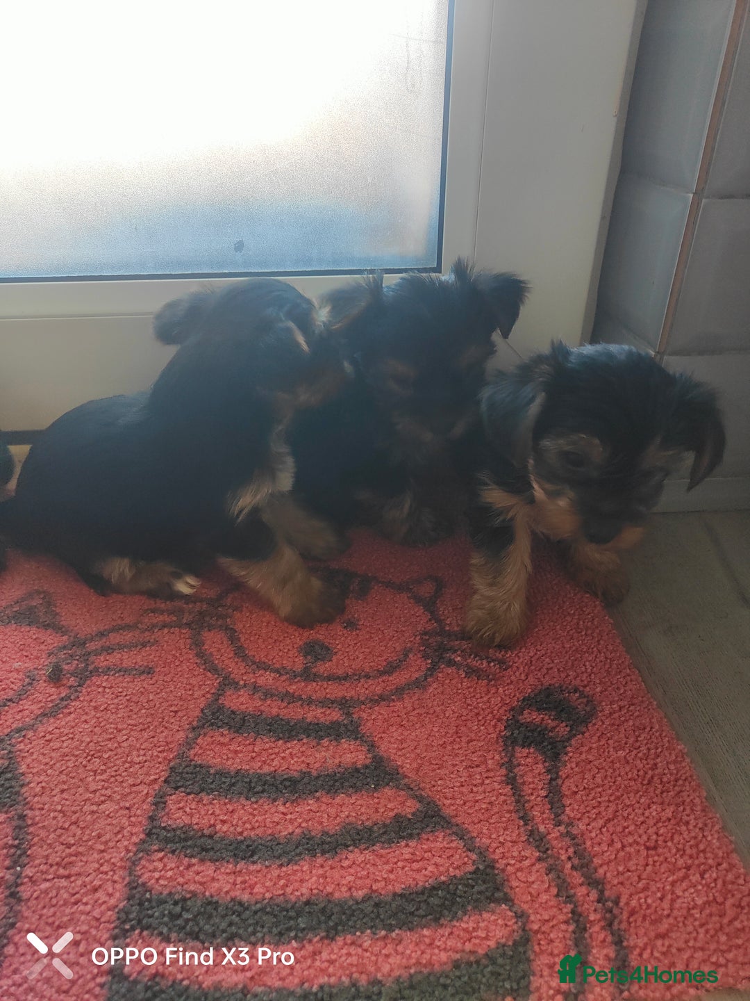 Yorkshire Terrier dogs for sale: Yorkshire terrier puppies  - Advert 2