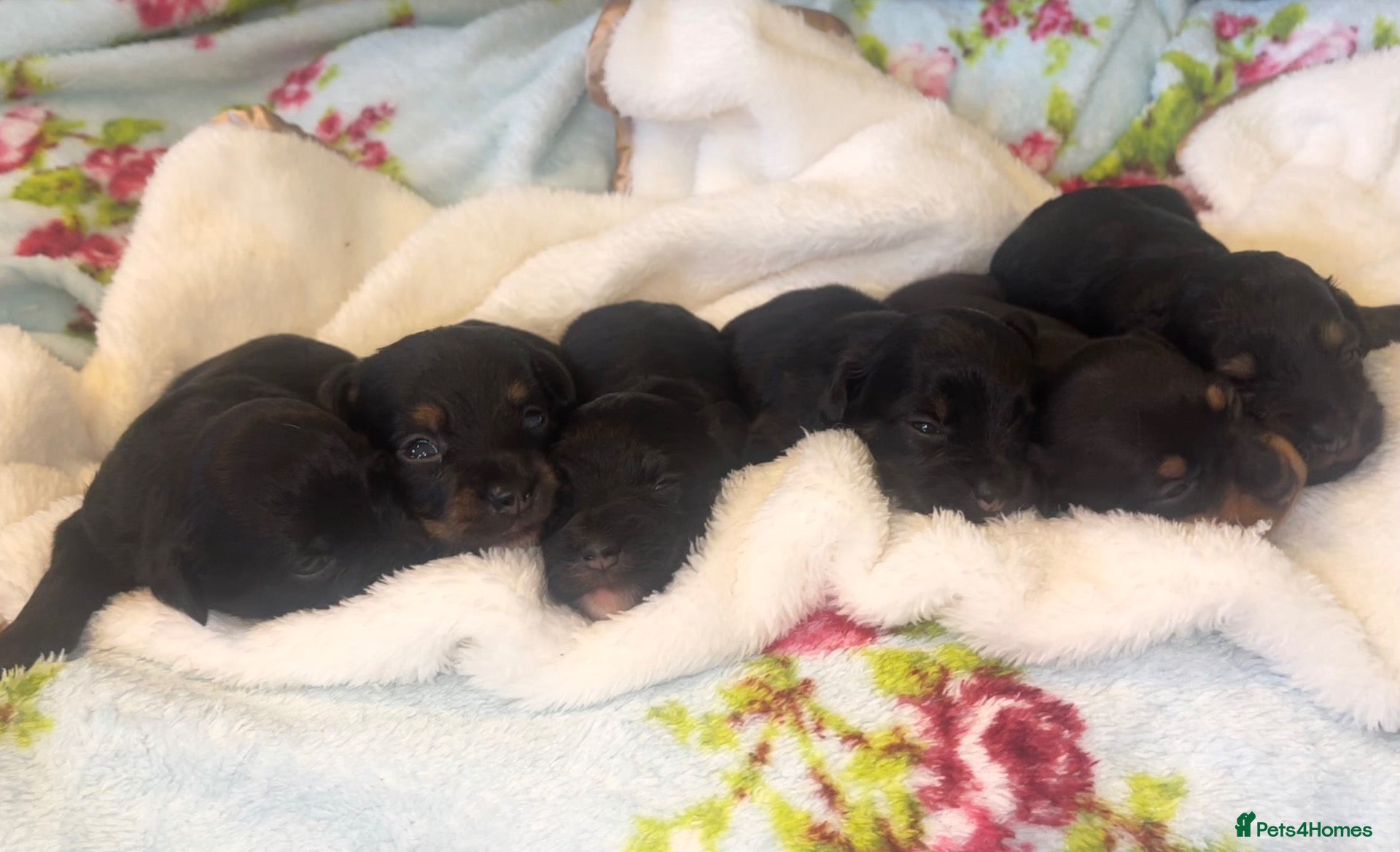 Jackapoo dogs Quality Jack Russel/Jackapoo Puppies 🐶  - Advert 1