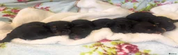 Jackapoo dogs for sale: Quality Jack Russel/Jackapoo Puppies 🐶  - Advert 1
