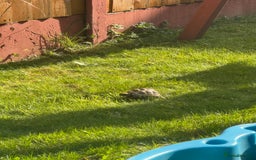 Tortoise reptiles for sale: horsefield tortoise x2 in Walsall - Image 11