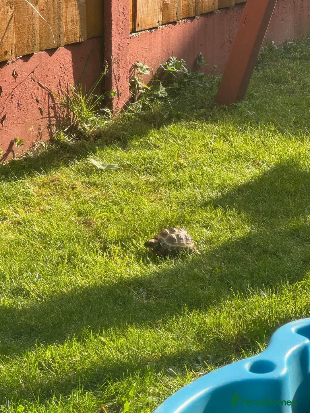 Tortoise reptiles for sale: horsefield tortoise x2 in Walsall - Image 11