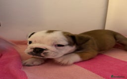 English Bulldog dogs for sale: Amazing British bulldogs  - Image 1
