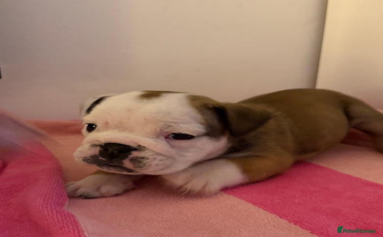 English Bulldog dogs - Advert 4