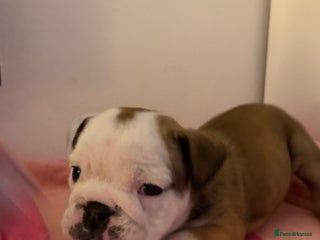 English Bulldog dogs - Advert 14