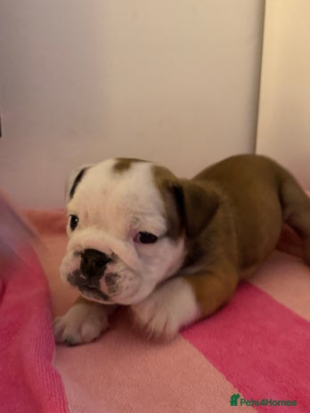 English Bulldog dogs - Advert 5
