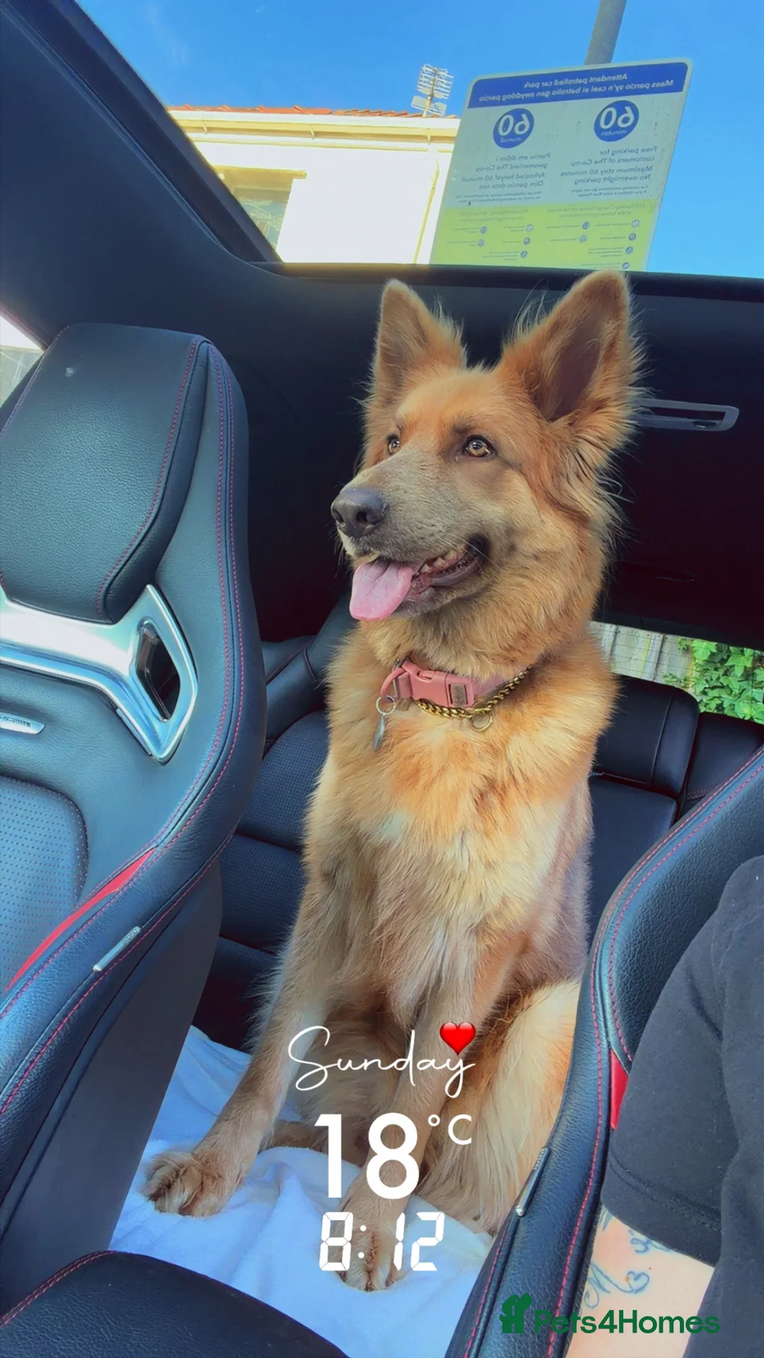 German Shepherd dogs for sale: KC REG ISABELLA AND TAN GSD GIRL 2 YEARS OLD✨ - Advert 1