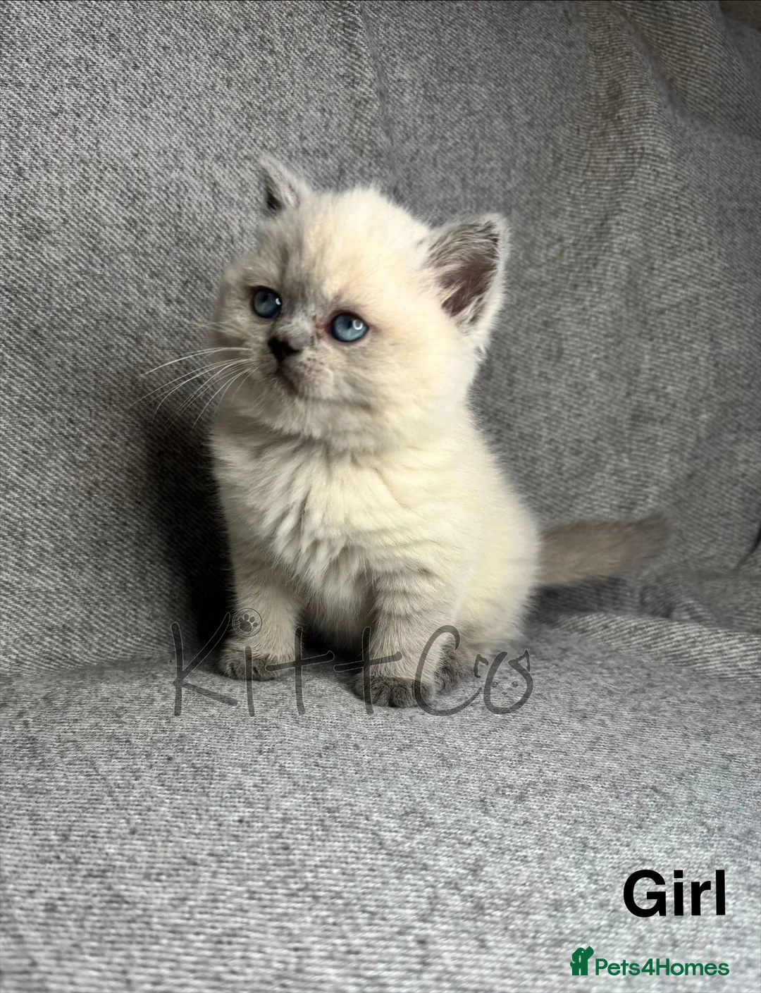 British Shorthair cats for sale: Unique Pedigree Kittens - Advert 3