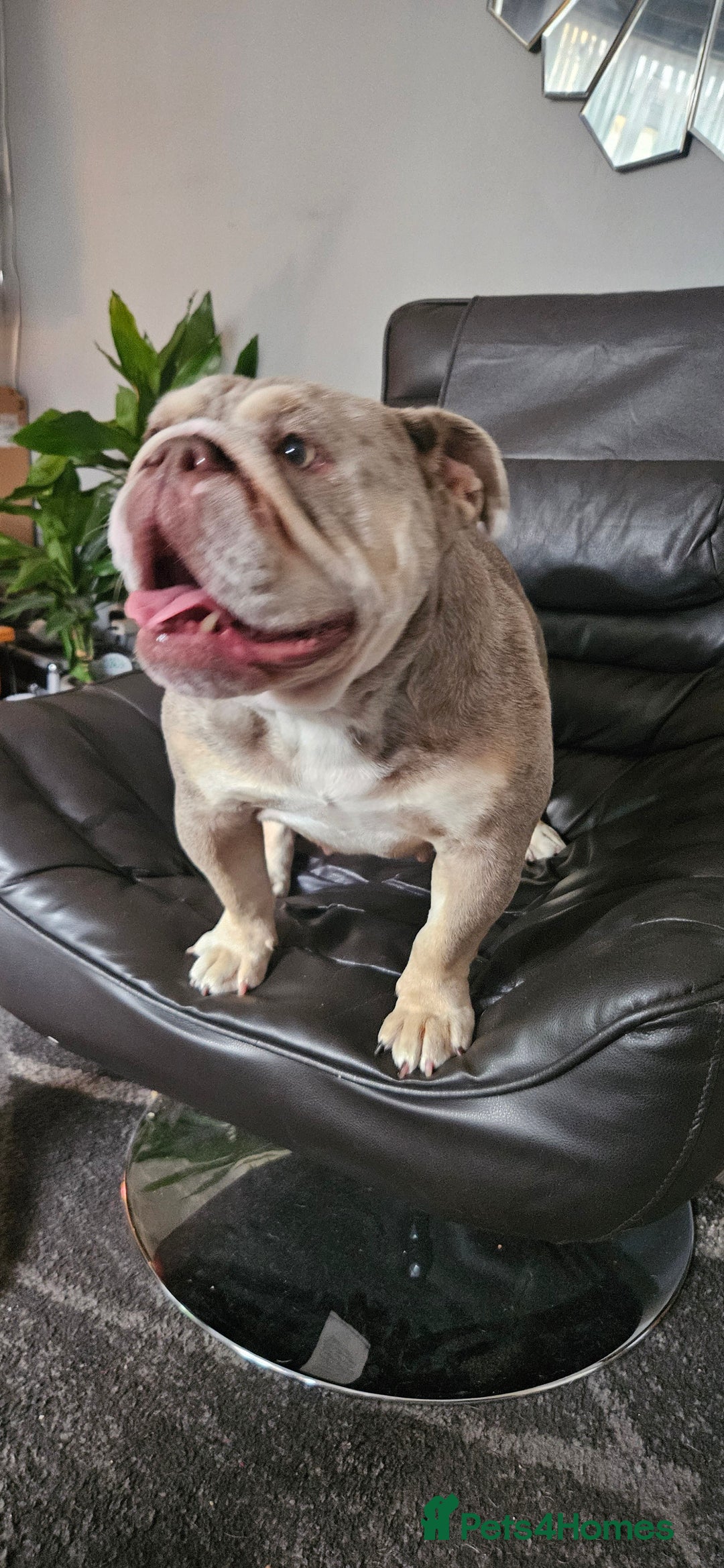 English Bulldog dogs for sale: Fawn Merle English Bulldog Female  - Image 2