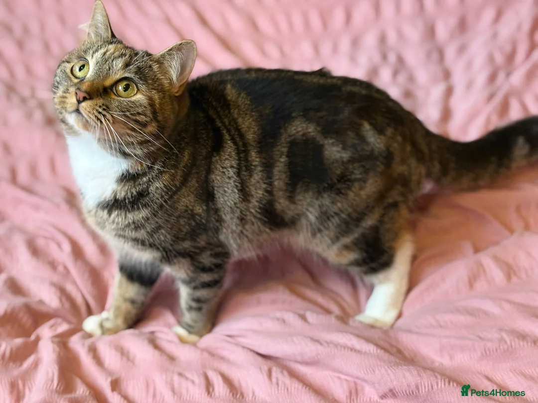 Mixed Breed cats for sale: Sheeba - Advert 2