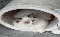 Ragdoll cats for sale: 💙🩷GCCF RAGDOLL KITTENS 3, 5 & 20WKS  AWARD WIN🥇 - Image 28