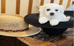 Maltese dogs for sale: Gorgeous Maltese Puppies For Sale. - Image 4