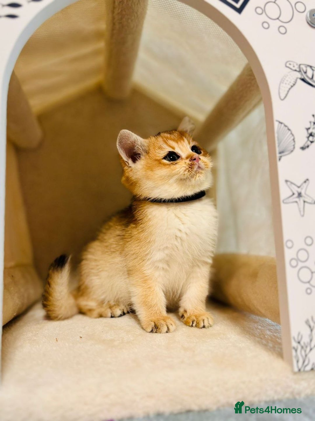 British Shorthair cats for sale: Charming British golden chinchillas - Advert 31