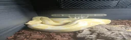 Boa Snake reptiles for sale: 3 years old Albino Red Tail Boa Constrictor  - Advert 1