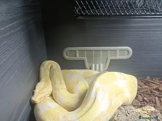 Boa Snake reptiles 3 years old Albino Red Tail Boa Constrictor - Advert 1