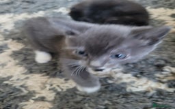 Mixed Breed cats for sale: Four Beautiful male kittens  - Image 5