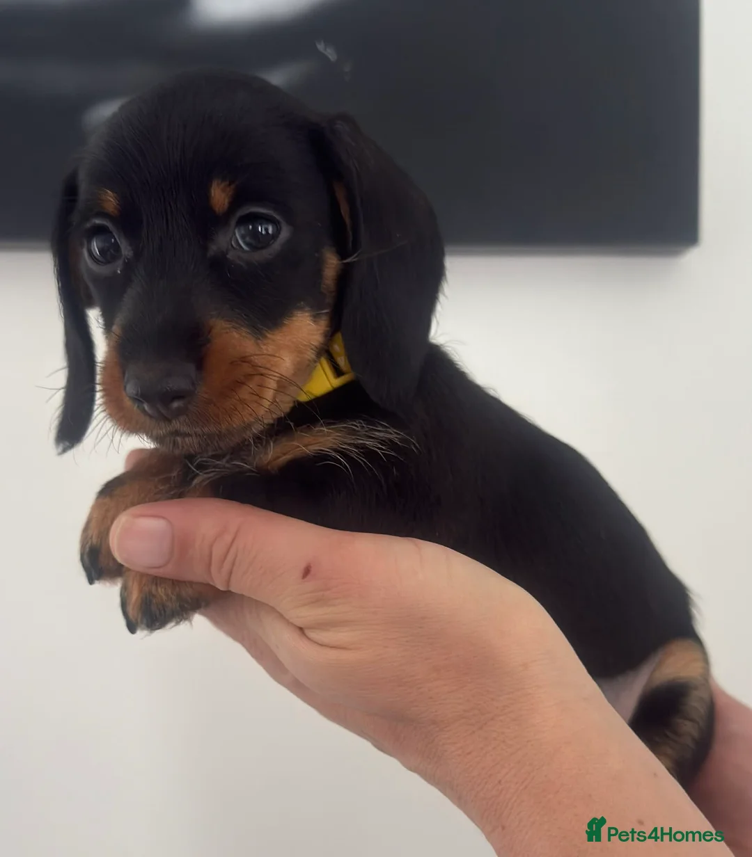 Miniature Dachshund dogs for sale: Miniature dachshunds! - Advert 5