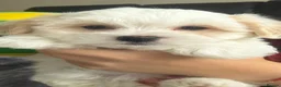 Maltese dogs for sale: Maltese puppy’s  - Advert 7