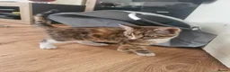 Mixed Breed cats for sale: 3 kittens for sale - Advert 3