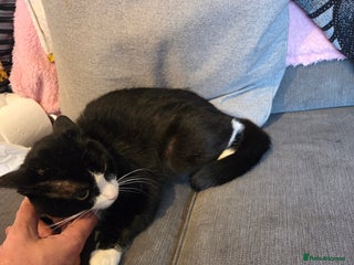 British Shorthair cats for sale: Beautiful black and white cat Oreo - Advert 1