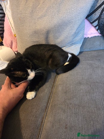 British Shorthair cats Beautiful black and white cat Oreo - Advert 11