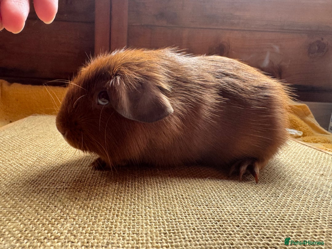 Guinea Pig rodents for sale: Beautiful self PE golden guinea pigs  - Image 3