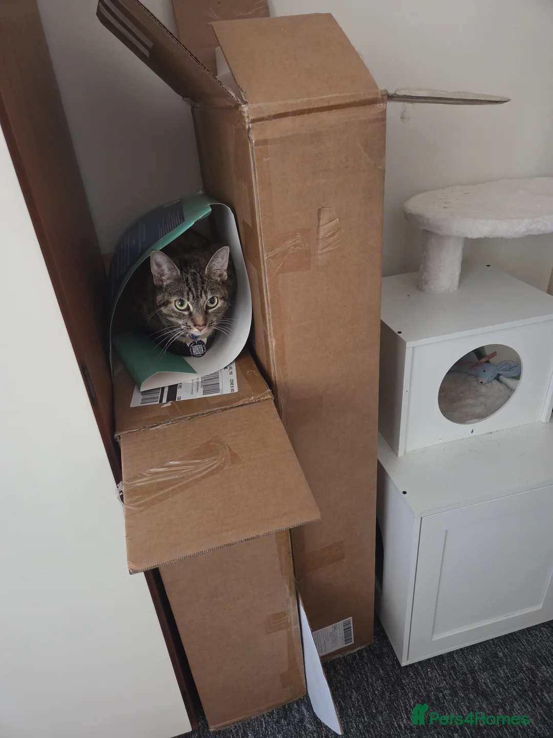 Domestic Shorthair cats for sale: Miss Athena Needs a New Home - Advert 5