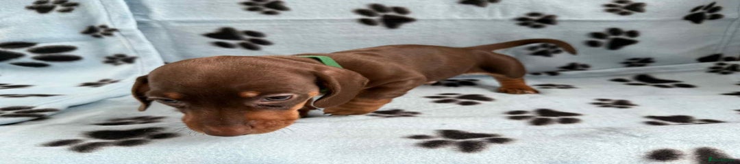 Miniature Dachshund Puppy 3