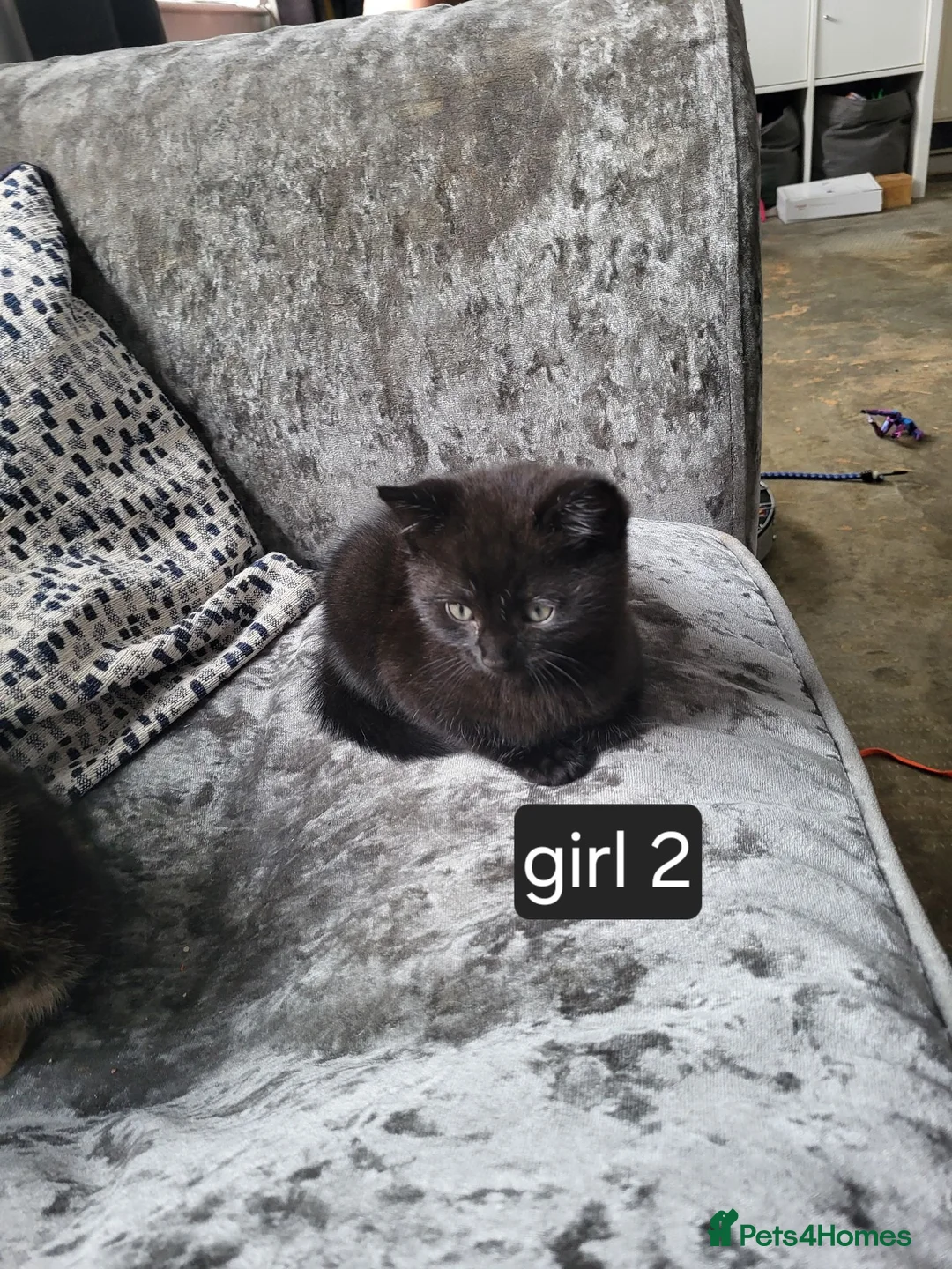 Mixed Breed cats for sale: 3 beautiful kittens looking for there new home - Advert 2
