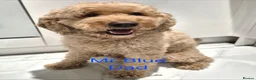 Labradoodle dogs for sale: Multi generation miniature Labradoodle - Advert 7