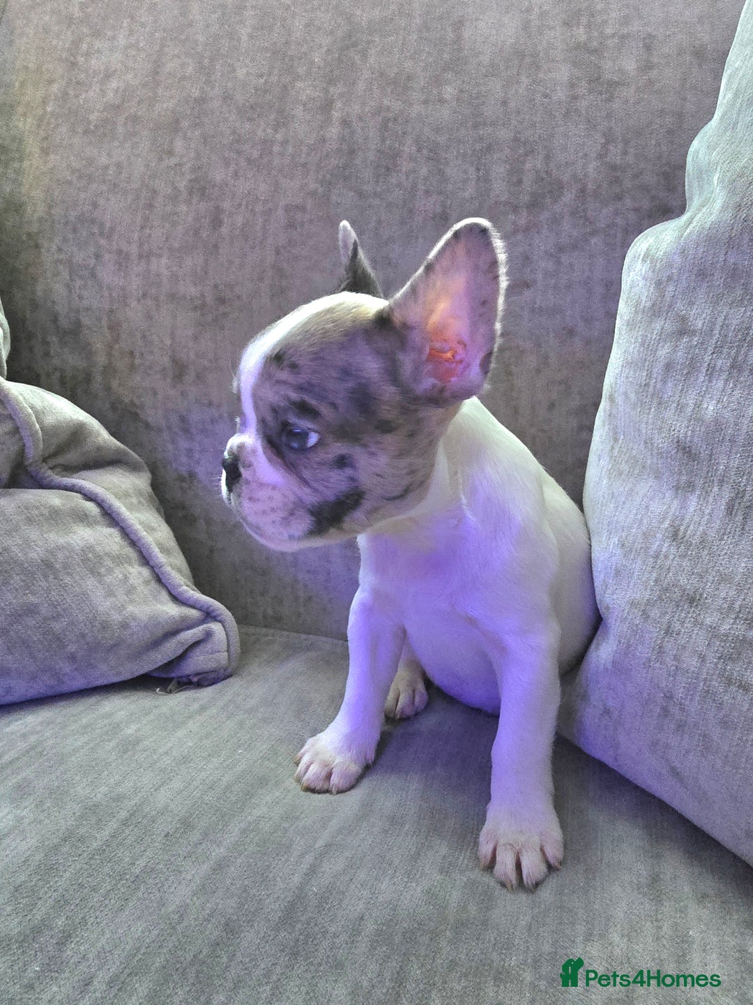 French Bulldog dogs for sale: French bulldog merle puppys  - Advert 4