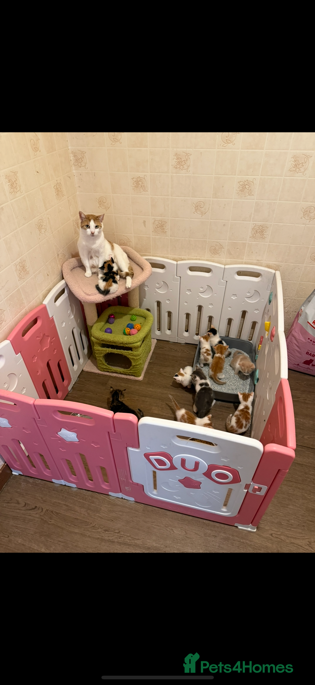 Mixed Breed cats for sale: Kittens For Sale - Image 4