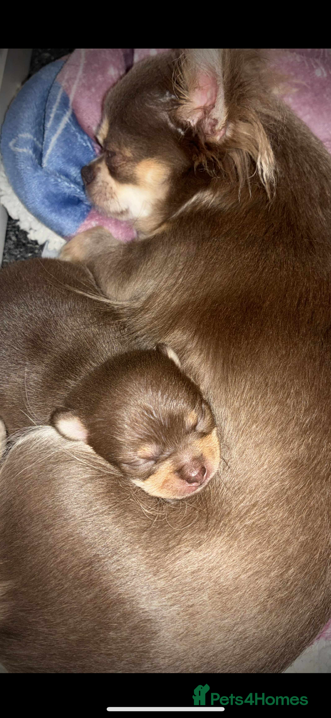 Chihuahua dogs for sale: Chocolate tan tiny girl  - Image 6