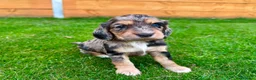 Cockapoo dogs for sale: Cockapoo Babies 🐾🐾🐾 - Advert 15