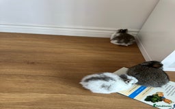 Dwarf Lop rabbits for sale: Bunnies for Sale - Image 4