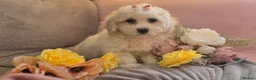 Mixed Breed dogs for sale: Cavachon in Craigavon - Advert 7