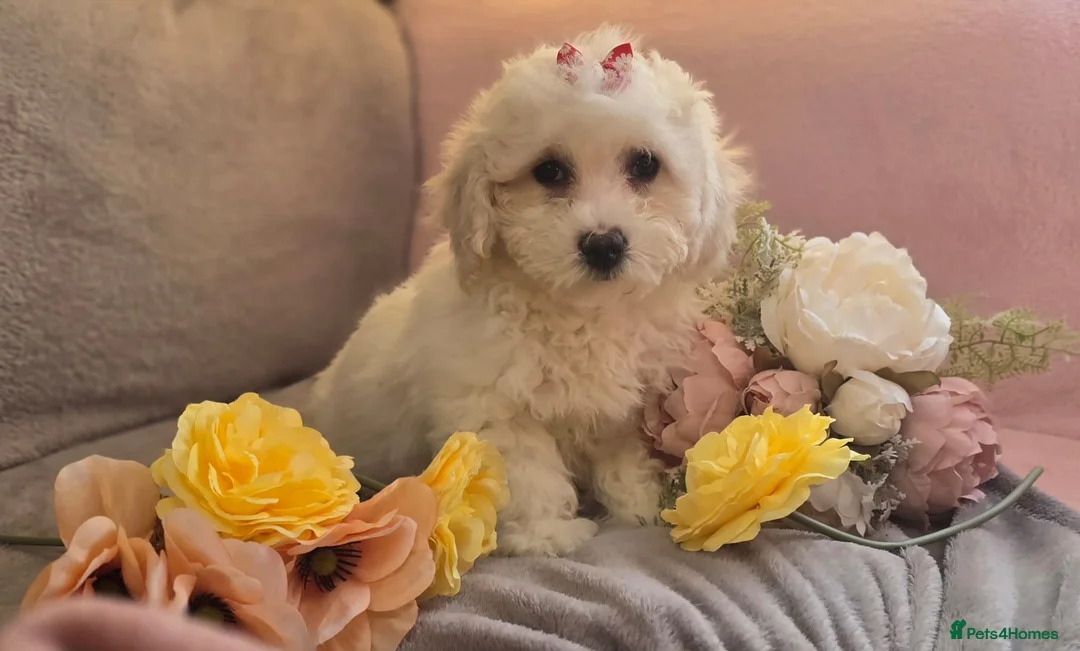 Mixed Breed dogs for sale: Cavachon in Craigavon - Advert 7