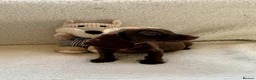 Mixed Breed dogs for sale: Dachshund  in Thornton Heath - Advert 4