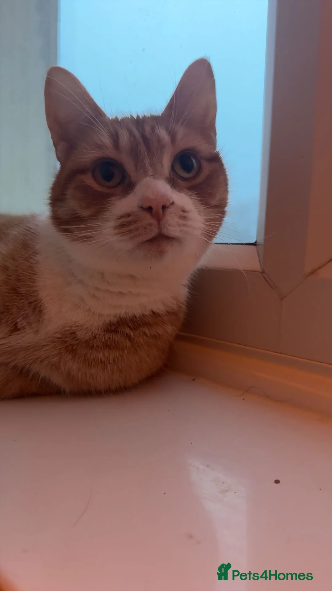 Mixed Breed cats for sale: chappie and jasper (free) - Advert 2