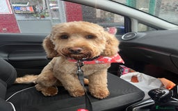 Cockapoo dogs for sale: Male 2 year old cockapoo  - Image 7