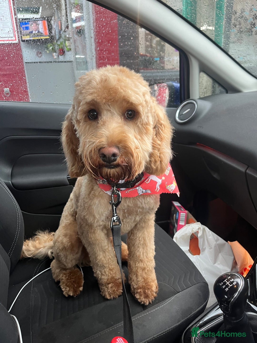 Cockapoo dogs for sale: Male 2 year old cockapoo  - Image 7