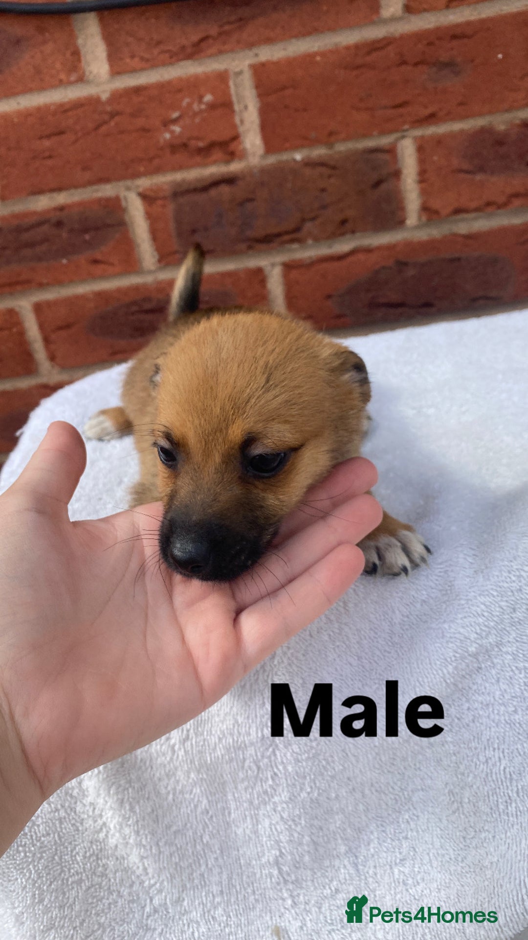 Mixed Breed dogs for sale: Jack Russel cross Pomeranian puppy’s  - Image 5