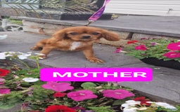 Cavapoo dogs for sale: Exquisite little cavapoos ready to go! - Image 11
