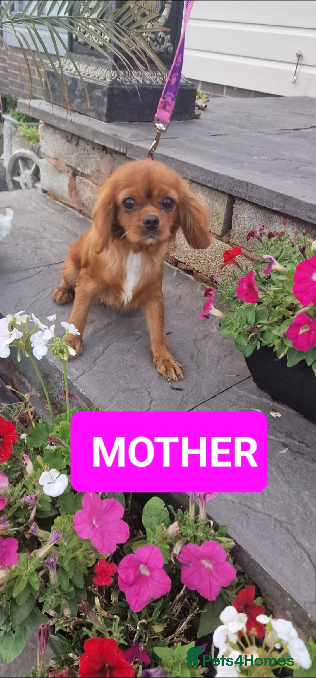 Cavapoo dogs for sale: Exquisite little cavapoos ready to go! - Image 11