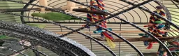 Ringnecks birds for sale: Two young ringnecks and large parrot cage - Advert 3