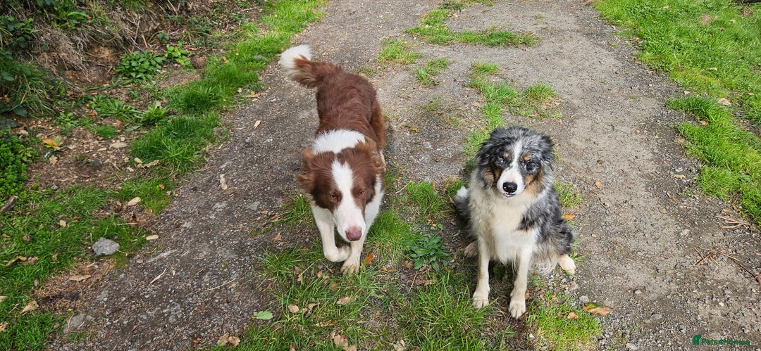 Border Collie dogs for sale: Border collies - Image 6