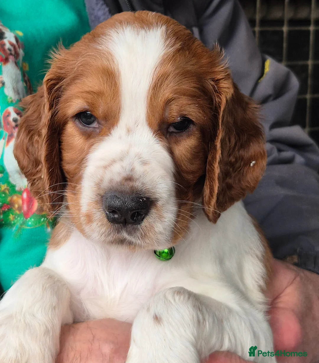 Welsh Springer Spaniel dogs for sale: Evangelise litter - Advert 4