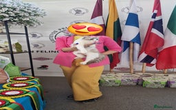Ragdoll cats for sale: GRAND Champion European Line kittens.FULL PEDIGREE - Image 5