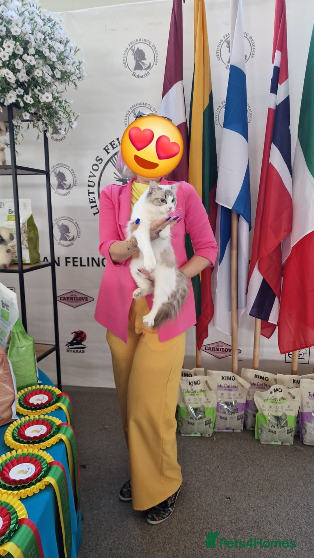 Ragdoll cats for sale: GRAND Champion European Line kittens.FULL PEDIGREE - Image 5